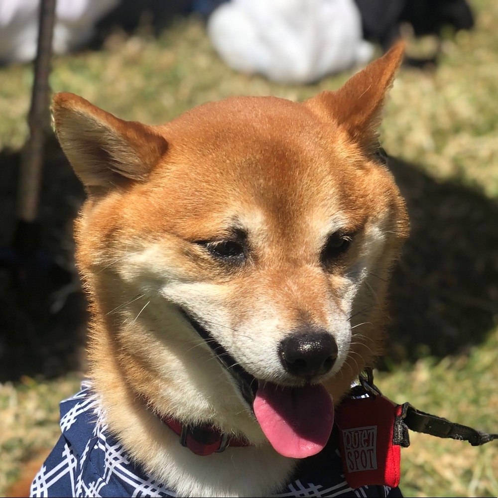 Meet your Posher, Luna